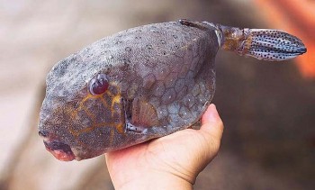 Loài cá đặc sản tên gọi như vũ khí hủy diệt, thịt ngọt thơm đặc biệt không hổ danh 