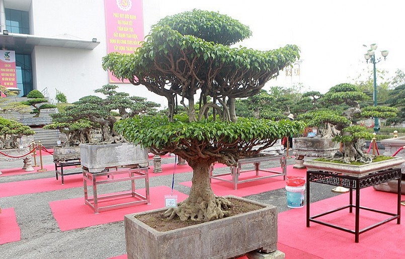 Cây sanh cổ có dáng “Chùa Một Cột” của anh Bùi Thanh Sơn (Hưng Yên) được nhiều người yêu thích.