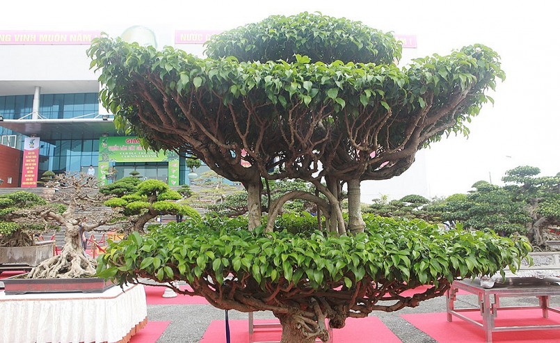 Cây sanh cổ có dáng “Chùa Một Cột” đã trải qua nhiều chủ.