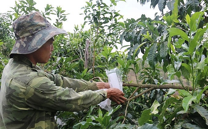 Vú sữa thường bị ruồi vàng hoặc sâu đục thân tấn công nên anh Đức phải bọc từng quả. Vú sữa thường bị ruồi vàng hoặc sâu đục thân tấn công nên anh Đức phải bọc từng quả.