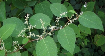 Tác dụng tuyệt vời của cây điền thất