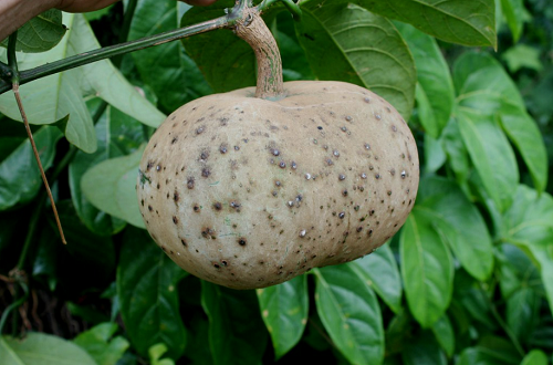 Loại quả xưa ít ai biết, giờ thành đặc sản được chị em nội trợ "săn lùng" về chế biến món ngon