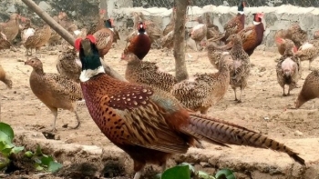 Nuôi loài chim hoang dã đuôi dài thả như gà chỉ thích ăn bèo tây là đặc sản được nhà hàng săn lùng với giá cao