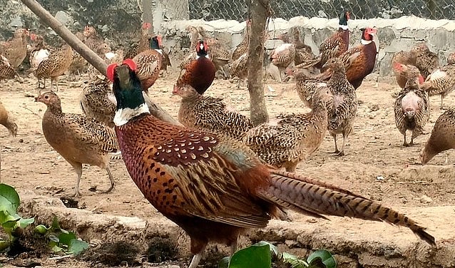 Loài chim trĩ vốn quen sống hoang dã được chị Châu nuôi thành công và cho hiệu quả kinh tế cao.