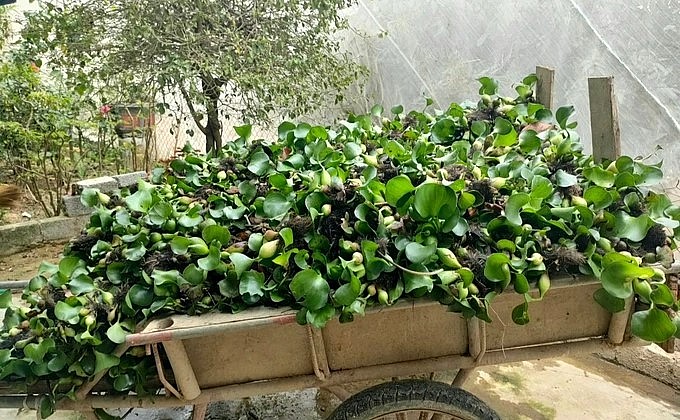 Bèo tây là loại thức ăn chim trĩ rất ưa thích.