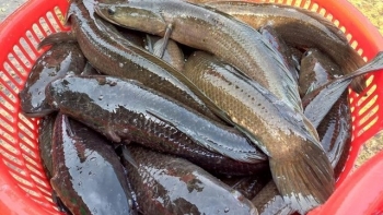 Trên nên cát bỏng khô ai ngờ nuôi loài cá đặc sản mỗi năm thu 250 tỷ đồng