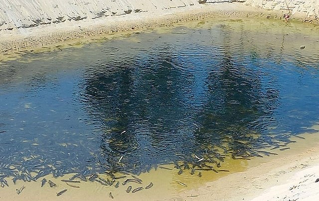 Nuôi cá lóc trên đất cát bỏ hoang giúp nhiều hộ dân ở xã Ngư Thuỷ Bắc thoát nghèo. Nuôi cá lóc trên đất cát bỏ hoang giúp nhiều hộ dân ở xã Ngư Thuỷ Bắc thoát nghèo.