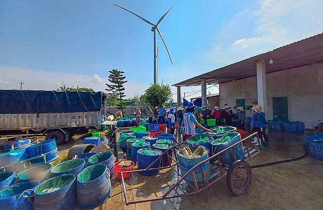 Cá lóc nuôi trên cát đến vụ thu hoạch thương lái tấp nập mua với giá Cá lóc nuôi trên cát đến vụ thu hoạch thương lái tấp nập mua với giá