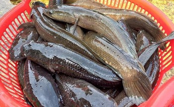 Trên nên cát bỏng khô ai ngờ nuôi loài cá đặc sản mỗi năm thu 250 tỷ đồng