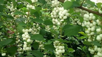 Công dụng của cây cơm nguội ít người biết