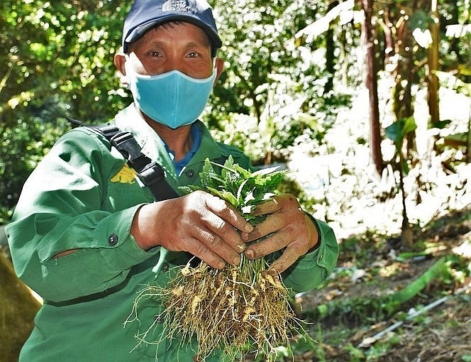 Xã Sà Dề Phìn được xem là cái nôi dược liệu của huyện Sìn Hồ. Xã Sà Dề Phìn được xem là cái nôi dược liệu của huyện Sìn Hồ.