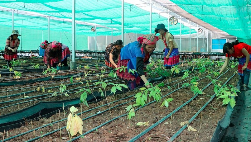 Đến nay, toàn huyện Sìn Hồ có hơn 600ha dược liệu các loại. Đến nay, toàn huyện Sìn Hồ có hơn 600ha dược liệu các loại.