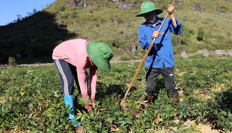 Cây dược liệu đã góp phần từng bước đẩy lùi đói nghèo ra xa đời sống người dân miền núi. Cây dược liệu đã góp phần từng bước đẩy lùi đói nghèo ra xa đời sống người dân miền núi.