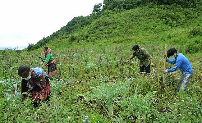 Từ phát triển dược liệu theo mô hình kinh tế hộ, hàng trăm hộ dân ở huyện vùng cao Sìn Hồ đã thoát nghèo và vươn lên làm giàu. Từ phát triển dược liệu theo mô hình kinh tế hộ, hàng trăm hộ dân ở huyện vùng cao Sìn Hồ đã thoát nghèo và vươn lên làm giàu.