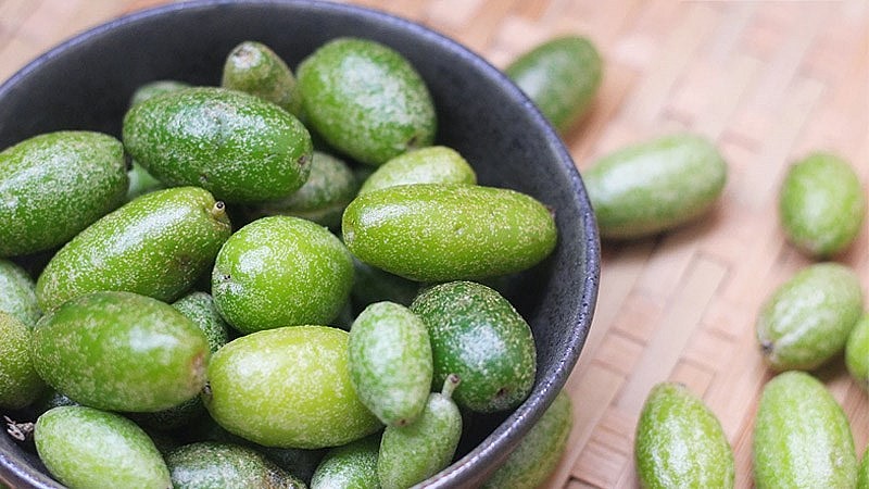 Vì sao phải chà vảy quả nhót trước khi ăn là băn khoăn của nhiều người Vì sao phải chà vảy quả nhót trước khi ăn là băn khoăn của nhiều người