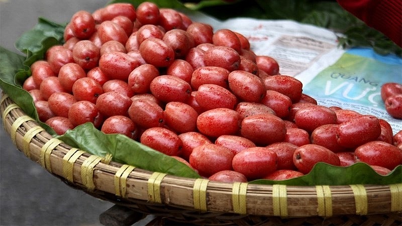 Vì sao phải chà vảy quả nhót trước khi ăn là băn khoăn của nhiều người Vì sao phải chà vảy quả nhót trước khi ăn là băn khoăn của nhiều người