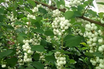 Công dụng của cây cơm nguội ít người biết