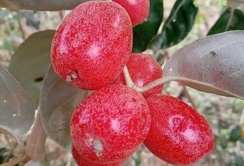 Ăn vảy quả nhót có hại cho sức khoẻ không?