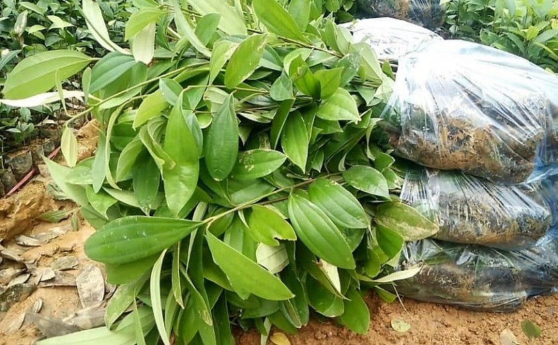 Có thể trồng quế bằng cây gieo từ hạt hoặc chiết cành