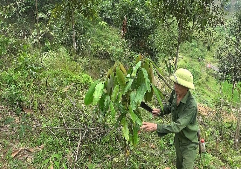 cây quế đã trở thành cây trồng chủ lực cho phát triển kinh tế 