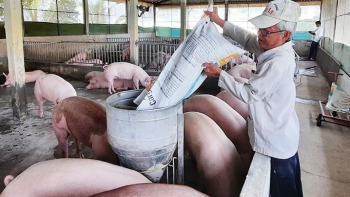 Giá heo hơi hôm nay 14/4: Tăng cao nhất 2.000 đồng/kg, giải pháp nào giúp người nuôi heo thoát lỗ?