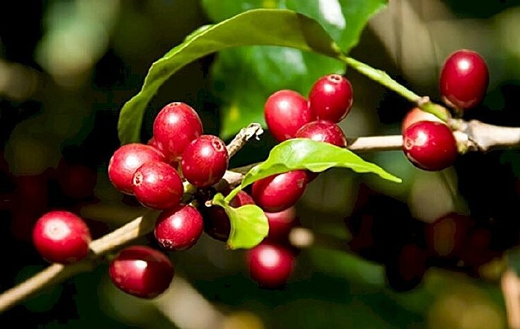 Giá nông sản hôm nay 14/4, giá cà phê tại thị trường thế giới tăng khởi sắc. Trong đó, giá cà phê arabica tăng hơn 3%.