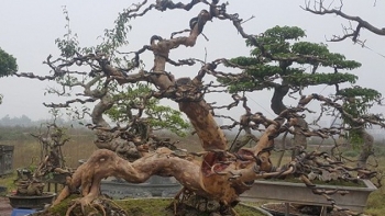 Ổi cổ thụ bề thế dáng rồng cuộn nước như có linh khí từng được định giá 100 triệu