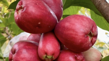 Quả lạ nhìn giống quả roi nhưng giá đắt gấp ba, tưởng ngoại nhập hóa ra hàng Việt xịn