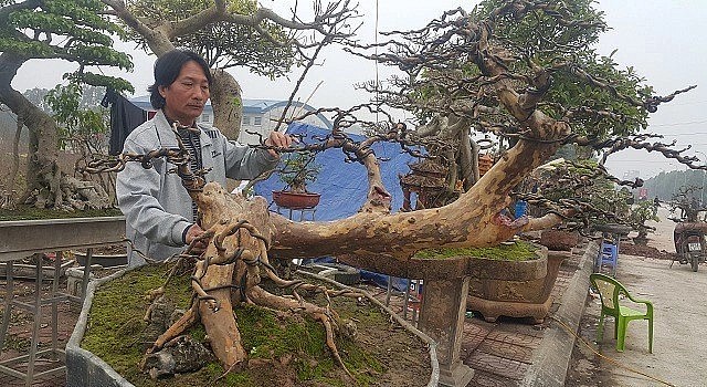 Ông Minh phải mất đến hơn 10 năm chăm sóc, tạo tán cho cây ổi cổ thụ.