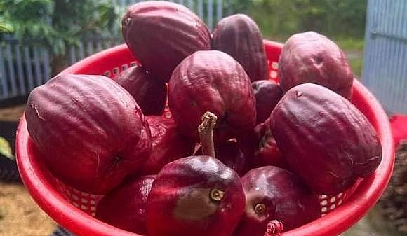 Quả mận điều đỏ khá lạ lẫm với người miền Bắc.