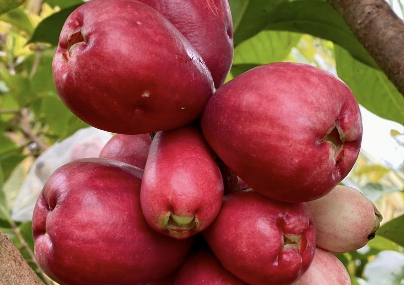 Loại quả lạ giống quả roi (quả mận).