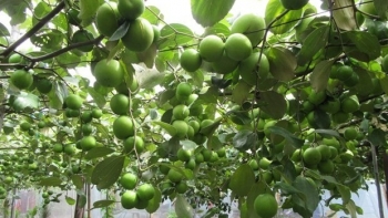 Giống táo bom được công nhận trồng nhân rộng tại Ninh Thuận kỳ vọng mỗi vụ thu 70 tấn/ha