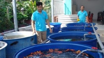 TP.HCM: Xuất khẩu cá cảnh thu về “triệu đô”