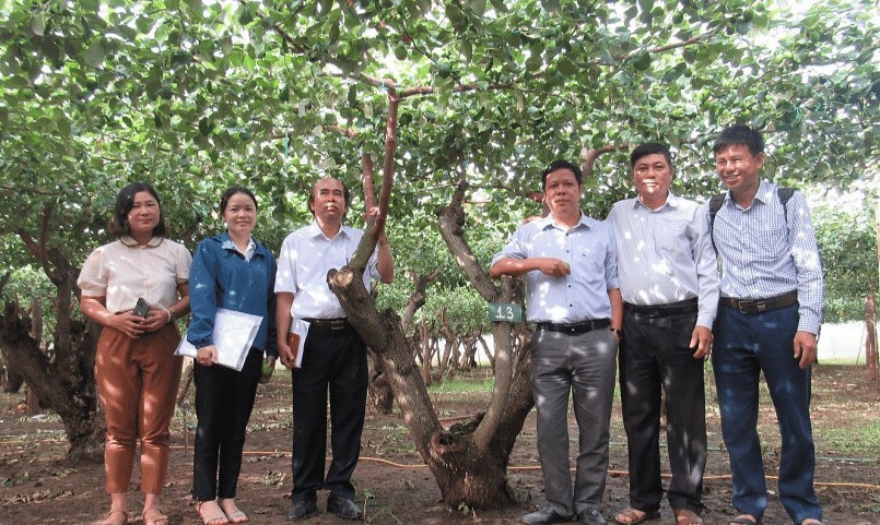 Để có bộ giống tốt đưa ra sản xuất trên diện rộng, Viện Nha Hố hoàn thiện hồ sơ và đã được Sở NN-PTNT Ninh Thuận công nhận cây đầu dòng giống táo bom.