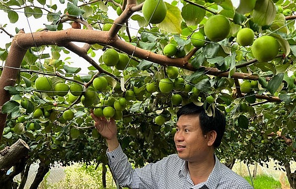 Cây đầu dòng táo bom có khả năng sinh trưởng tốt, tán cây tròn đều, ra quả đều và ổn định.