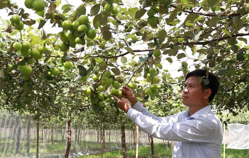 Táo bom có khả năng chống chịu sâu bệnh hại, năng suất cao và ổn định từ 125,2 - 135,2 kg/cây/năm.