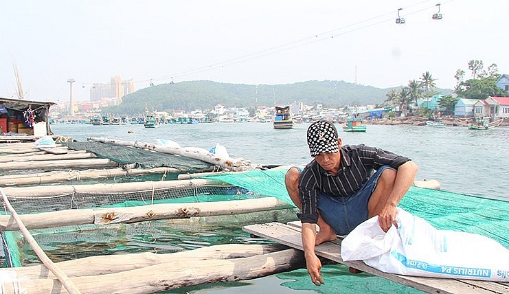 Anh Quang dự kiến sẽ mở rộng quy mô nuôi mực trong lồng bè và kết hợp với phát triển du lịch.