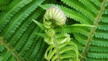 Loại cây mọc hoang trong rừng được ví là rau trường thọ nhưng ở Việt Nam ít người ăn sợ có độc