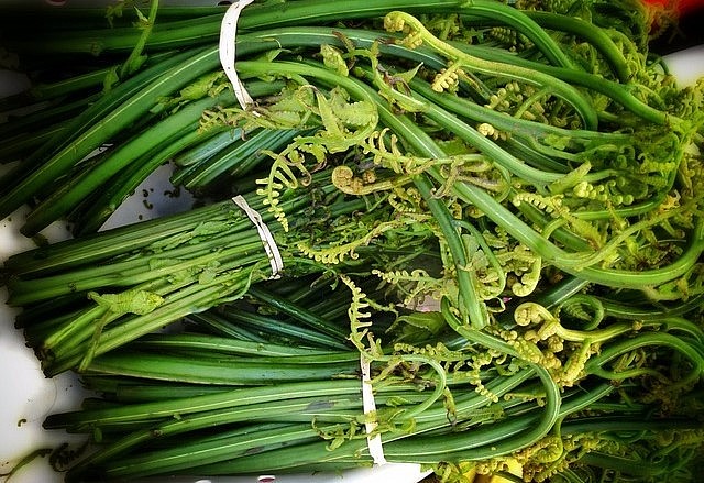 Người dân hái những ngọn dương xỉ non về chế biến món ăn.