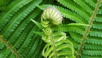 Loại cây mọc hoang trong rừng được ví là rau trường thọ nhưng ở Việt Nam ít người ăn sợ có độc