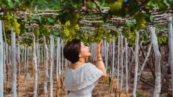 Lễ hội nho vang Ninh Thuận sẽ tổ chức 'thi hoa hậu' cho những vườn nho đẹp nhất