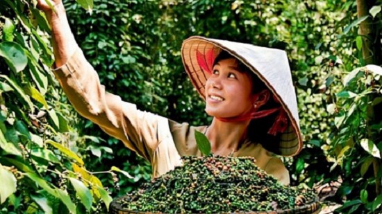 Xuất khẩu hồ tiêu ghi nhận mức cao kỷ lục