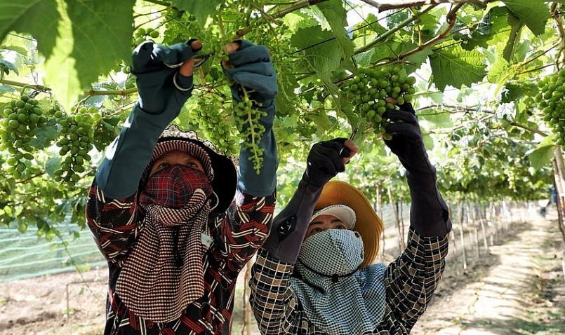 Lễ hội nho vang Ninh Thuận 2023 nhằm kết nối người trồng nho với doanh nghiệp và thị trường.