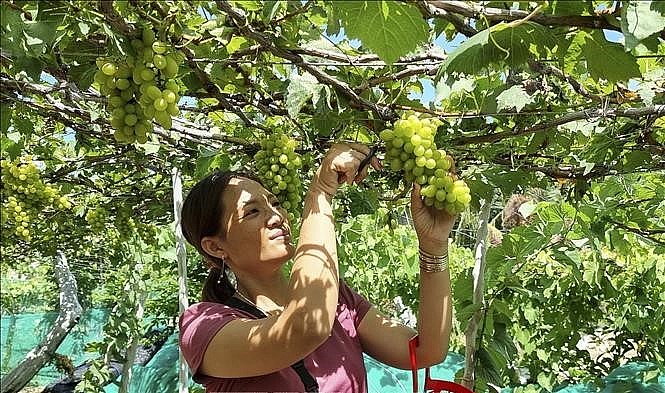 Tỉnh Ninh Thuận có nhiều hoạt động để nâng tầm giá trị cây nho.