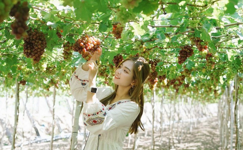 Ninh Thuận cũng tổ chức cuộc thi giàn nho đẹp năm 2023, chọn lựa các vườn nho trên địa bàn phục vụ du khách tham quan trong dịp lễ hội.