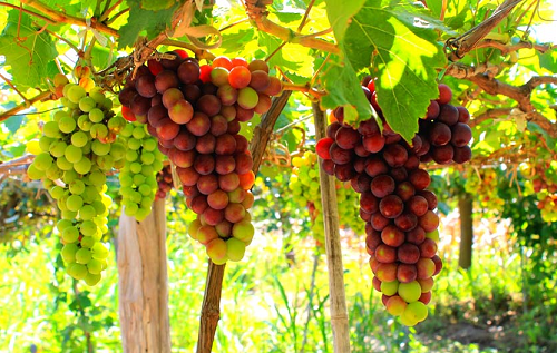 Ninh Thuận: Tổ chức lễ hội nho và vang - “Miền đất hội tụ những giá trị khác biệt" Ninh Thuận: Tổ chức lễ hội nho và vang - “Miền đất hội tụ những giá trị khác biệt"