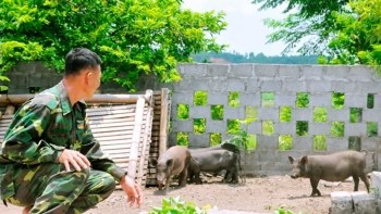Nuôi lợn đen bản địa nông dân vùng cao không lo rớt giá, cứ lớn là xuất chuồng giá gấp đôi lợn trắng