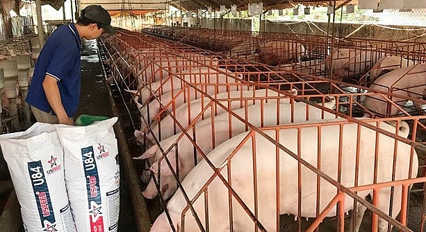 Giá heo hơi hôm nay 15/4,  tăng khởi sắc cao nhất tới 2.000 đồng/kg, hiện giá heo đã về mốc từ 50.000 đồng/kg trở lên.