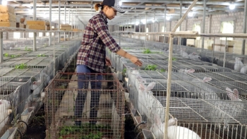 Thủy thủ tàu viễn dương cùng vợ giáo viên về nuôi thỏ, chăn gà lập nên "vạn thú gia trang" mỗi năm lãi nửa tỷ