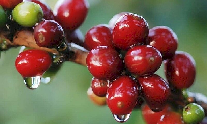 Giá nông sản hôm nay 15/4, giá cà phê bất ngờ lao dốc trên sàn kỳ hạn. Cà  phê trong nước cùng giảm tiếp 700 đồng/kg.